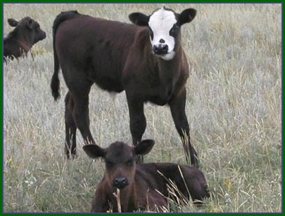 photos of calves